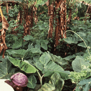 Botanical Legacies of the African